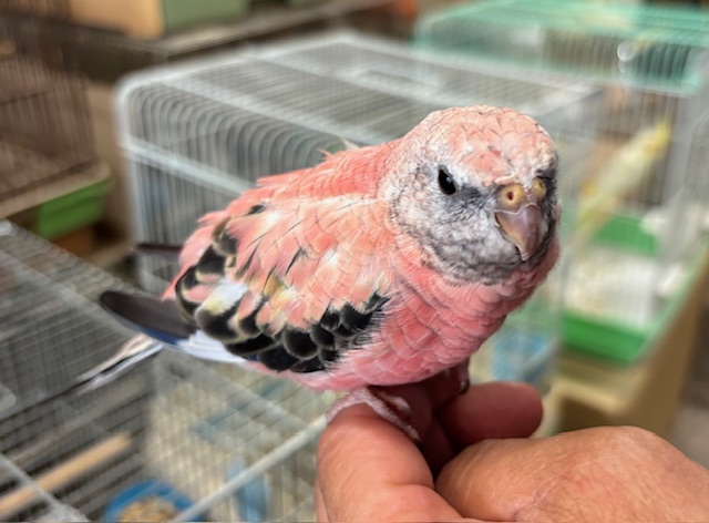 アキクサインコ