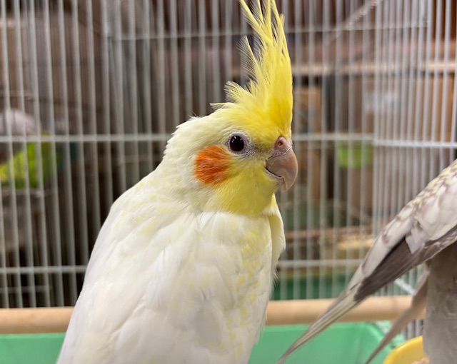 オカメインコ